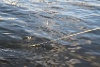 Pictures 044